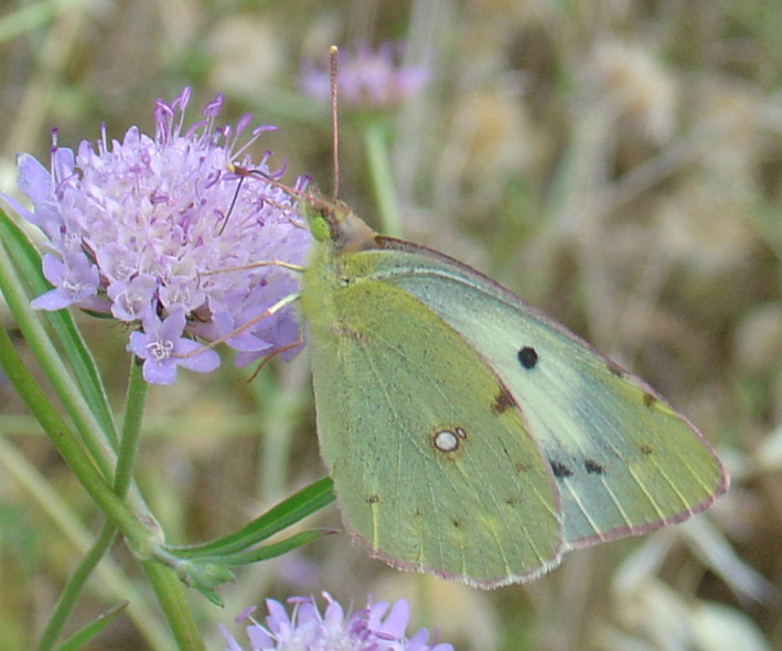 Colias crocea